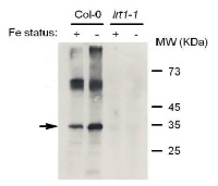 IRT1 | Iron regulated transporter 1 in the group Antibodies Plant/Algal  / Environmental Stress / Heavy metal stress at Agrisera AB (Antibodies for research) (AS11 1780)